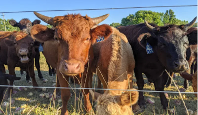 Cattle gathered at the fence on the farm